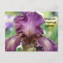 Search for iris garden postcards Blossom