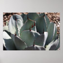 Search for agave posters Succulents