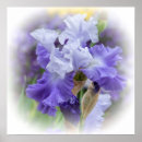 Search for regal posters Flower
