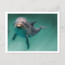 Search for dolphin fish postcards Nature