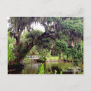 Search for spanish moss Savannah
