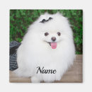 Search for fluffy white magnets Pet