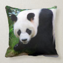 Search for pandas photography Wildlife