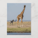 Search for wildlife reserve postcards Amboseli national park