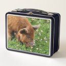 Search for pig lunch boxes Cute