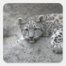 Search for panthera stickers Zoo