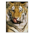 Search for tiger eyes postcards Animal
