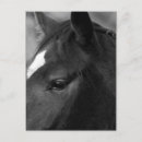 Search for horse profile postcards White