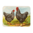 Search for antique chickens magnets Birds