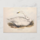 Search for ephemera postcards Typography
