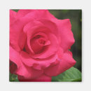 Search for florists magnets Flowers