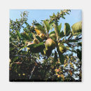 Search for apple tree magnets Green