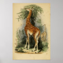 Search for vintage zoo posters Africa