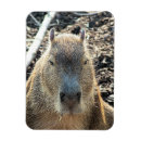 Search for capybara magnets South america