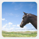 Search for derby stickers Horses