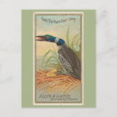 Search for loon postcards Great northern diver