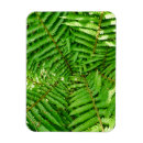 Search for fern magnets Leaf