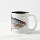 Search for roaches mugs Insects