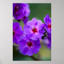 Search for nor posters Danita delimont