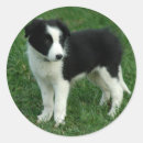 Search for border collies stickers Border collie puppy