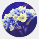 Search for blue hydrangea stickers Nature