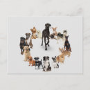 Search for pocket postcards Pet