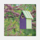 Search for redbud tree Bloom