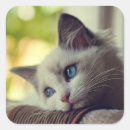 Search for ragdoll stickers Kitten
