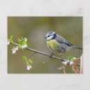 Search for bird tree postcards Nature
