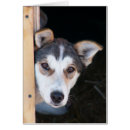 Search for anticipate Dog