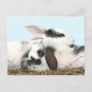 Search for lop cards Bunnies