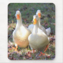 Search for attacks mousepads Animals