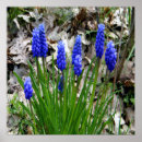 Search for hyacinths posters Green