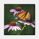 Search for monarchs magnets Wings