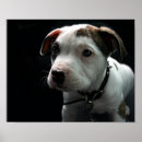 Search for pit bull puppy posters Bully