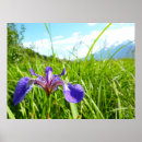 Search for iris painting posters Landscape