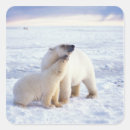 Search for sow stickers Alaska