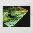 Search for iguanas postcards Lizard