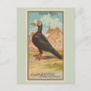 Search for carrier postcards Pigeon