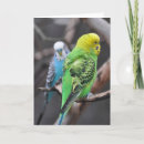 Search for budgie cards Green