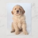 Search for golden retriever puppies postcards Animal