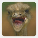 Search for ostrich stickers Bird