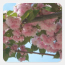 Search for cherry tree stickers Pink