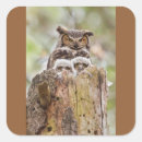 Search for wood owl stickers Forest