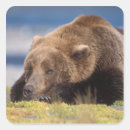 Search for omnivore stickers Animal