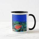 Search for parrotfish mugs Underwater