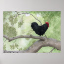 Search for chicken birds rooster chickens posters Farm