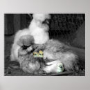 Search for silky posters Silkies