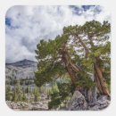 Search for evergreen tree stickers Blue