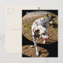 Search for dalmatian dog birthday cards Animal